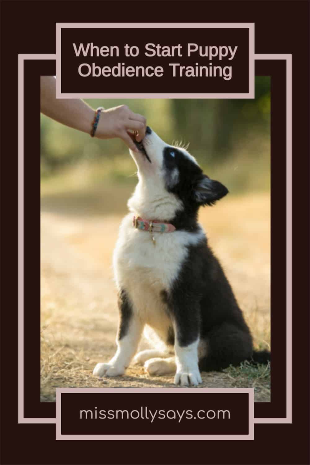 When to Start Puppy Obedience Training Miss Molly Says