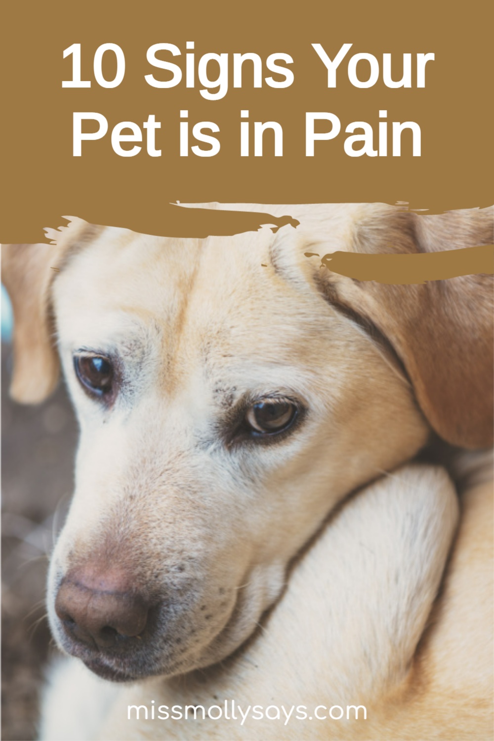10 Signs Your Pet is in Pain Miss Molly Says