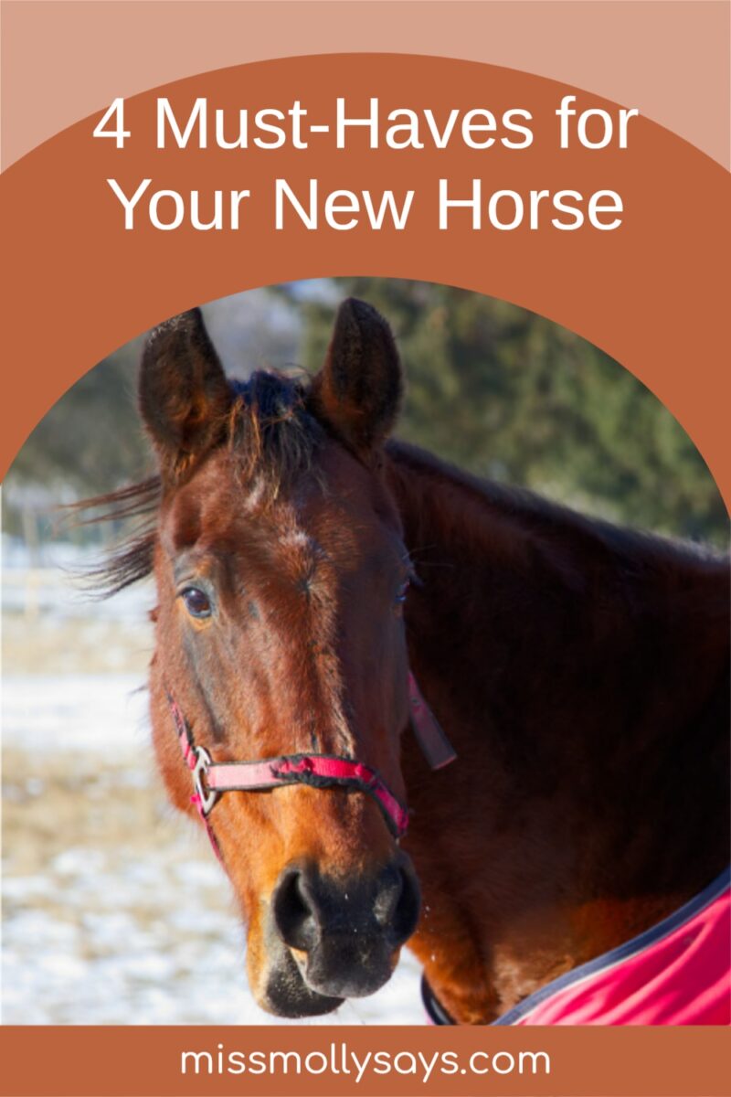 4 MustHaves for Your New Horse Miss Molly Says