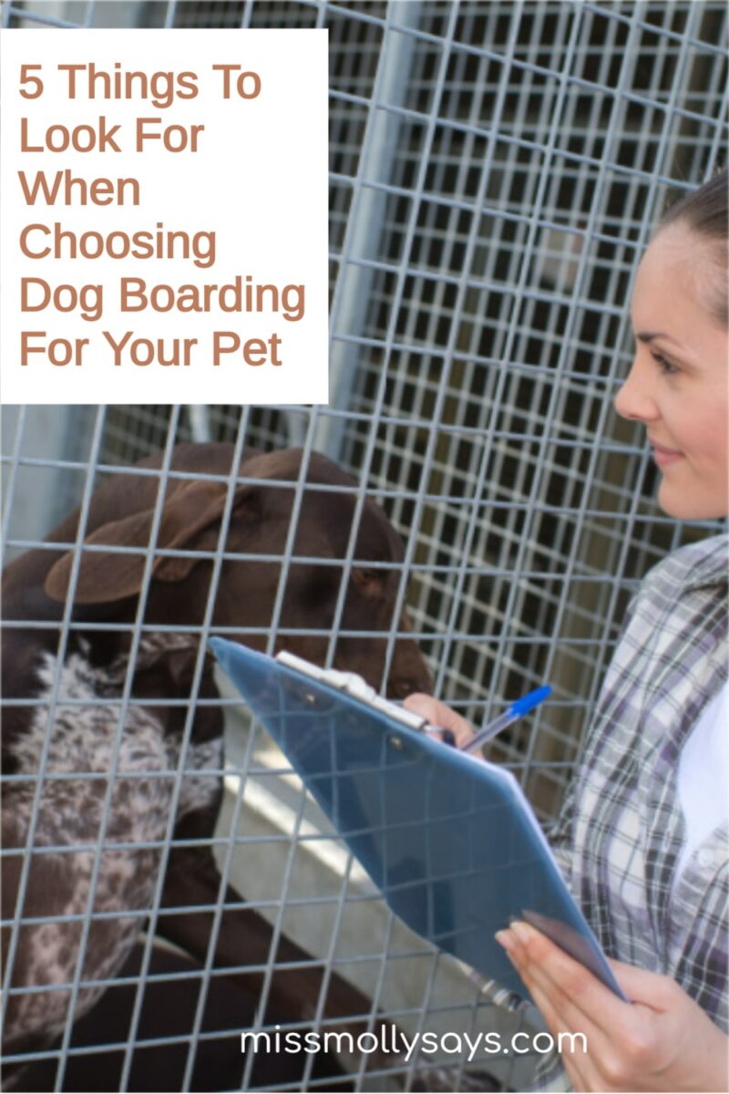 5 Things To Look For When Choosing Dog Boarding For Your Pet Miss