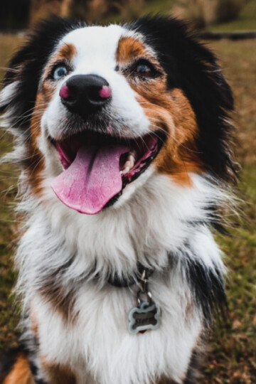 Can Dogs Break Their Tail