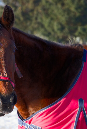Beautiful brown horse wearing a red horse blanket