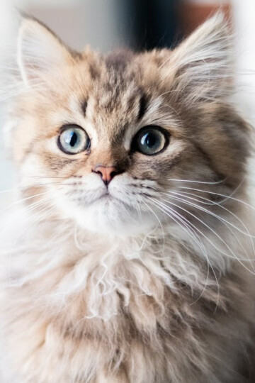 The Pros and Cons of Adopting a Cat