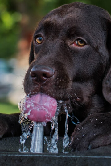 Black dog drinking water from a water fountain