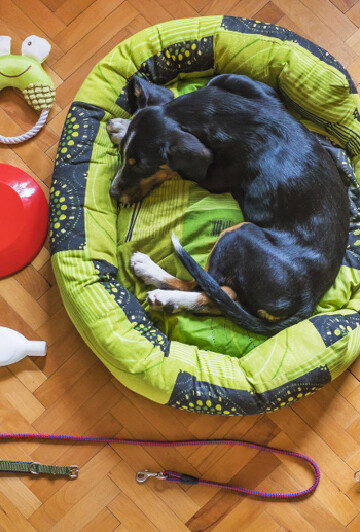 Black dog laying in dog bed surrounded by pet supplies