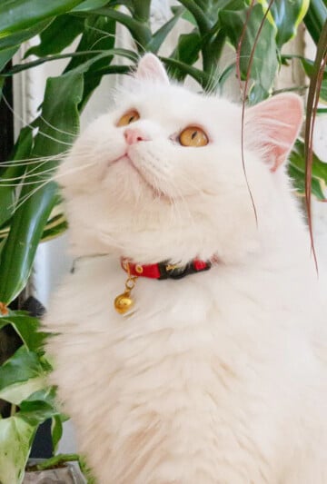 Breakaway Collar from Supakit.co