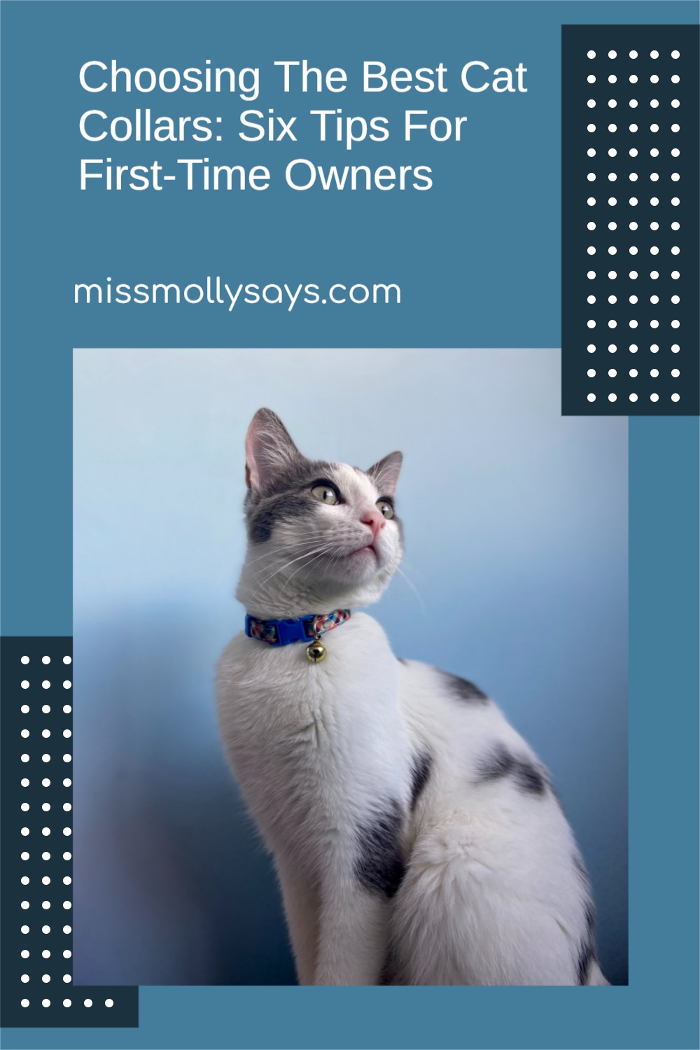 Choosing The Best Cat Collars Six Tips For FirstTime Owners Miss