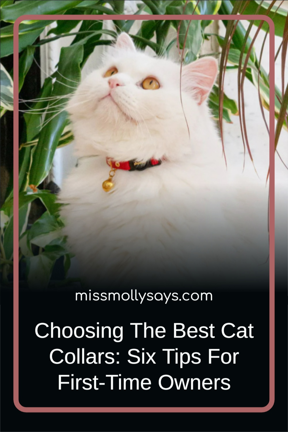 Choosing The Best Cat Collars Six Tips For FirstTime Owners Miss
