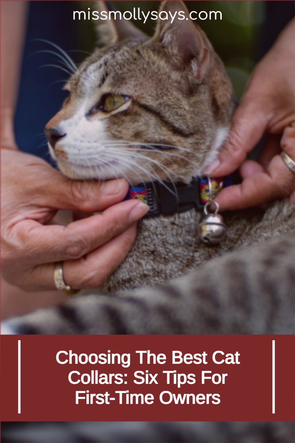 Choosing The Best Cat Collars Six Tips For FirstTime Owners Miss