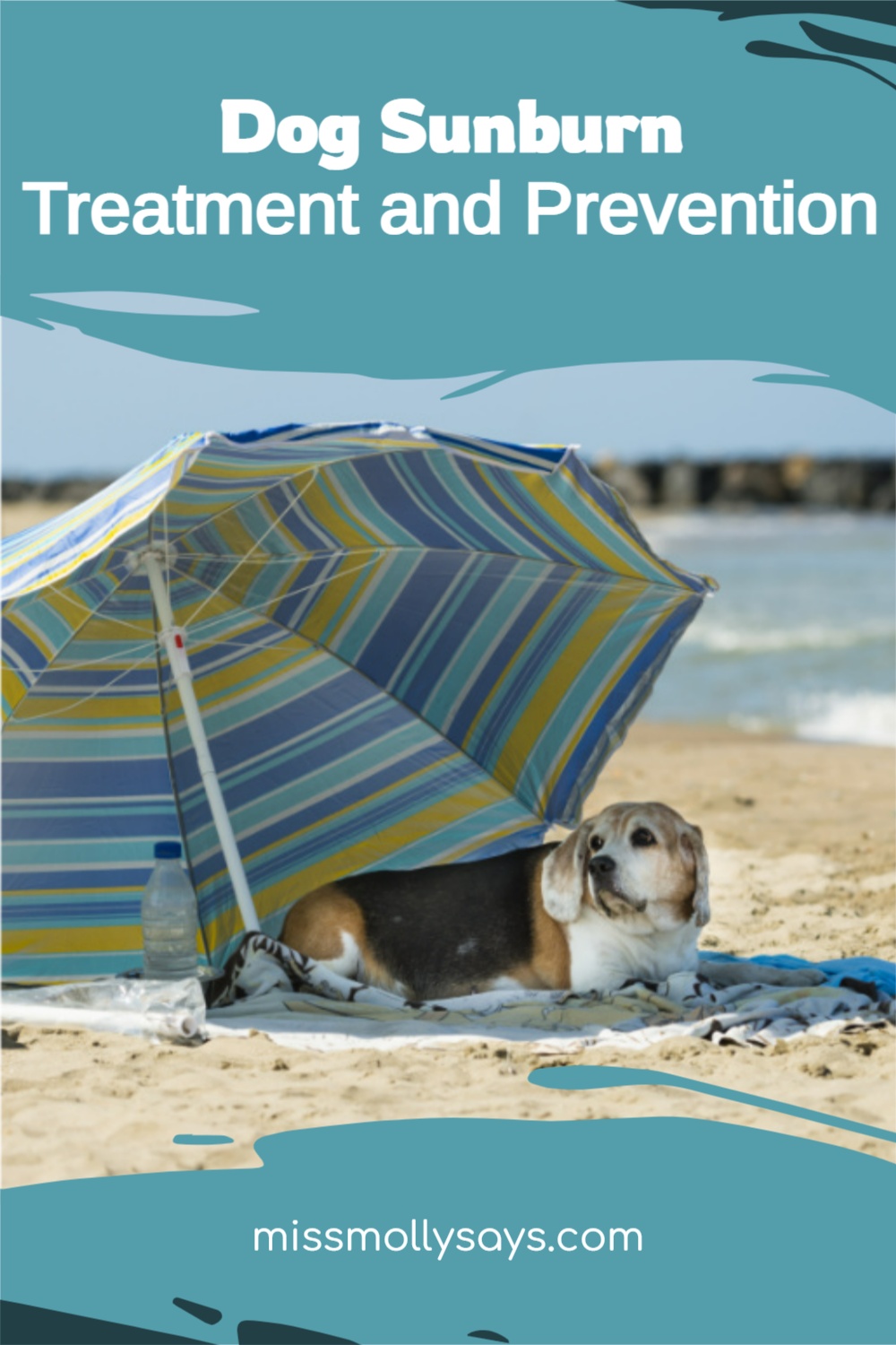 Dog Sunburn Treatment and Prevention Miss Molly Says
