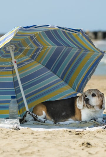 Dog laying under a striped umbrella at the beach