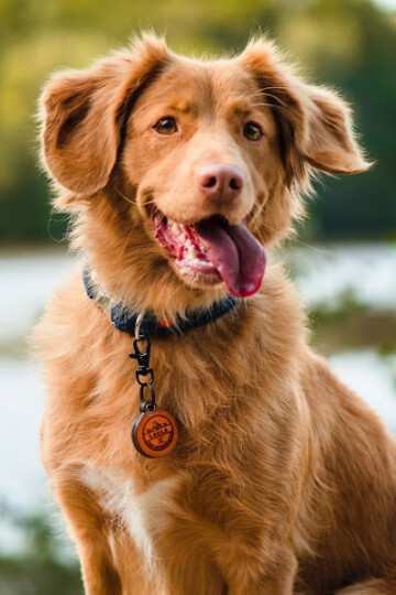 The Pros and Cons of Adopting a Dog