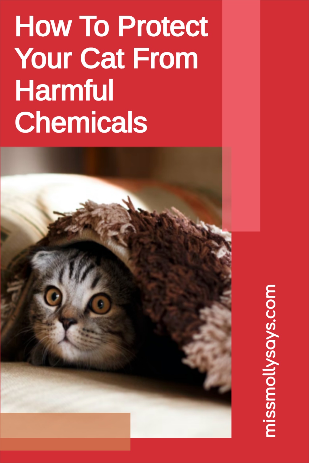How To Protect Your Cat From Harmful Chemicals Miss Molly Says