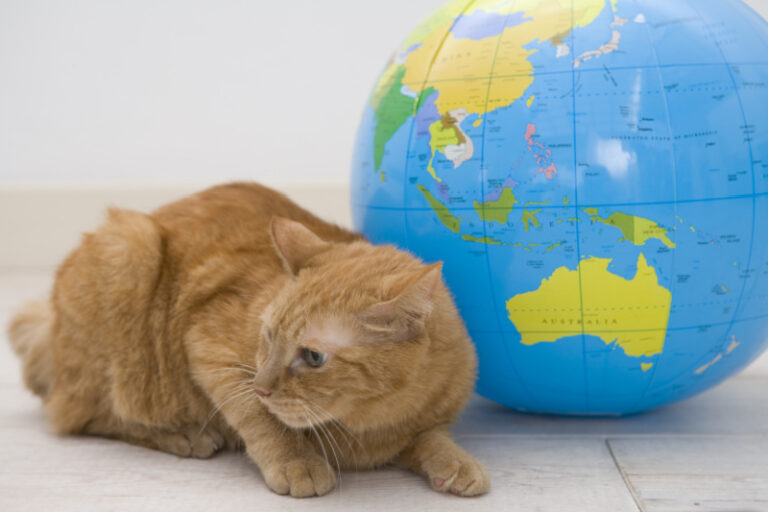What You Can Do to Be an Environmentally-Friendly Pet Owner