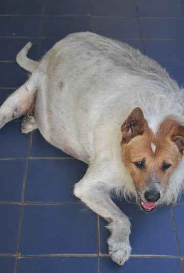 Overweight white dog laying on a blue tile floor