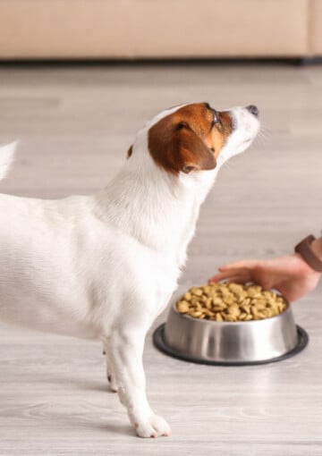 Owner giving a small white dog a bowl of kibble