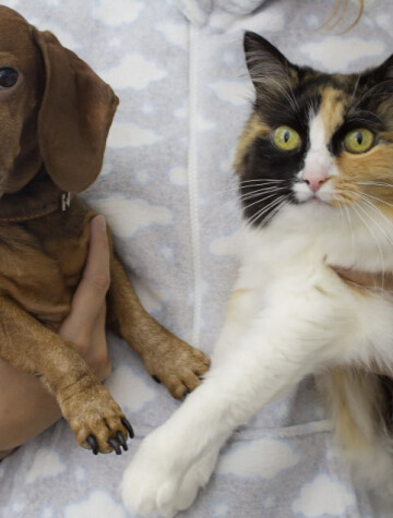 Person holding a cute dog and cat