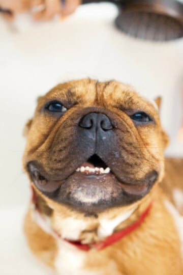 Person using a hand-held shower sprayer on dog in tub