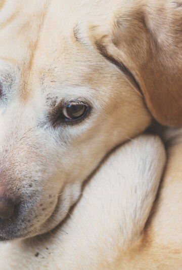 Sad looking large dog