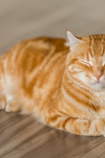 Signs Your Cat's Rash Needs Vet Care