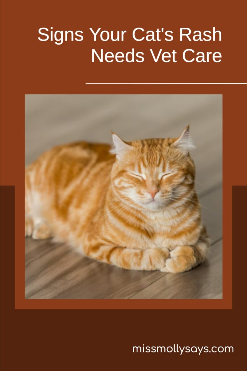 Signs Your Cat's Rash Needs Vet Care Miss Molly Says