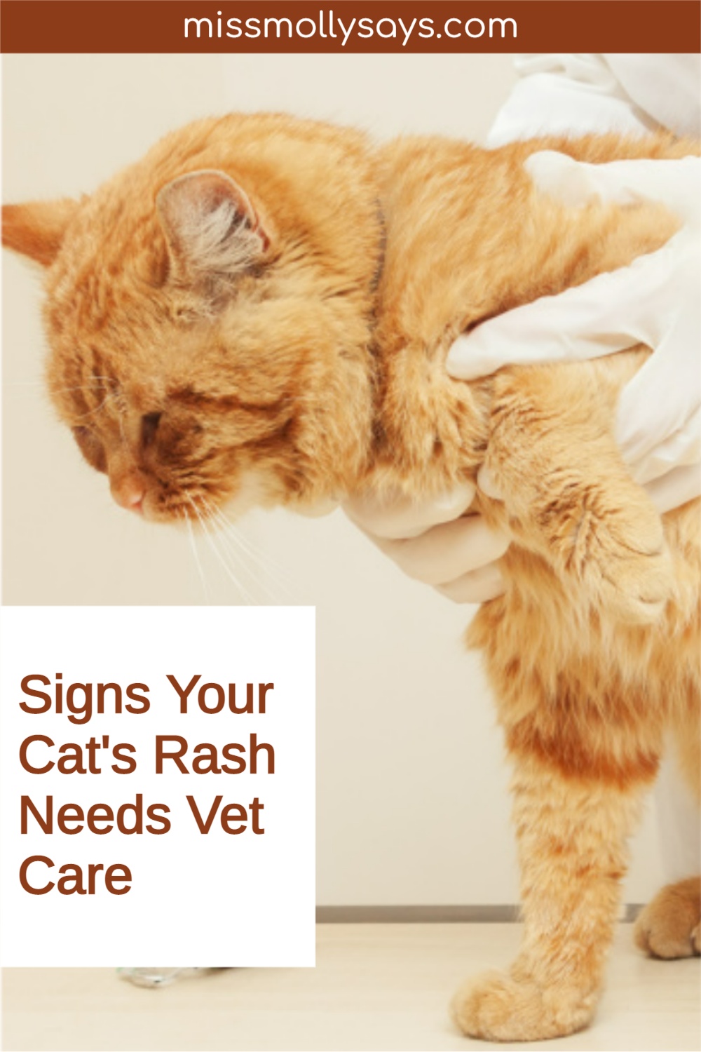 Signs Your Cat's Rash Needs Vet Care Miss Molly Says