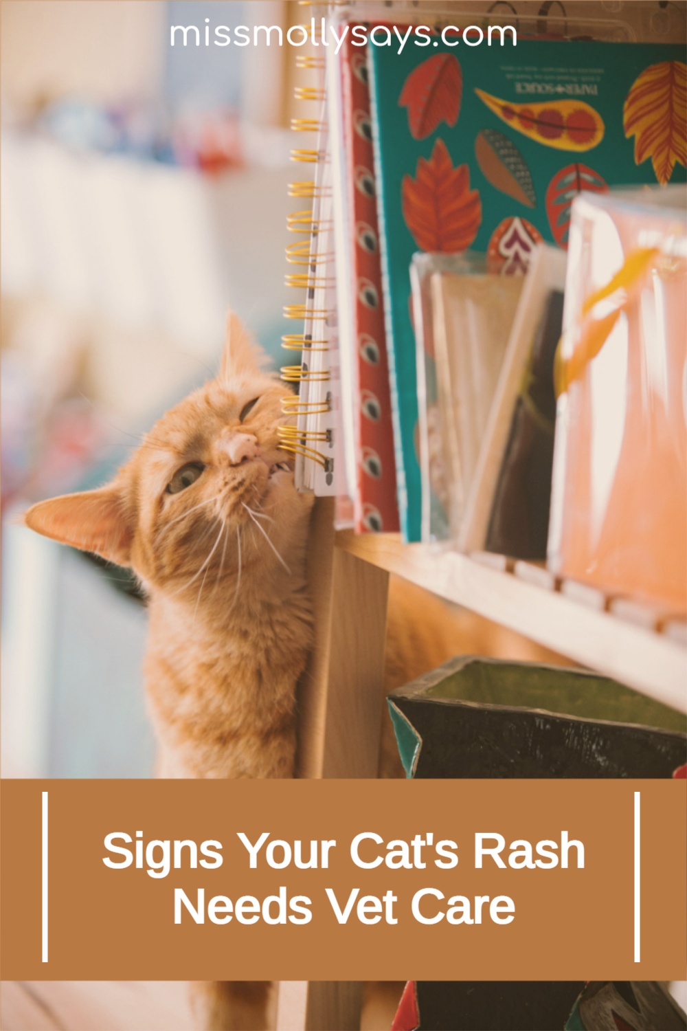 Signs Your Cat's Rash Needs Vet Care Miss Molly Says