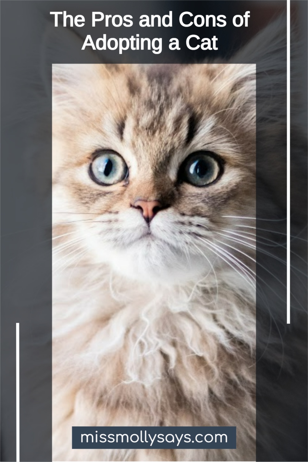 The Pros and Cons of Adopting a Cat - Miss Molly Says
