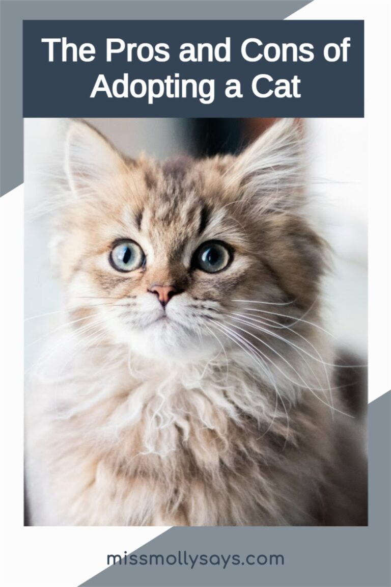 The Pros and Cons of Adopting a Cat Miss Molly Says