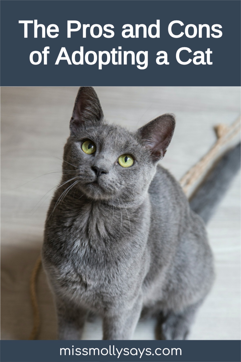 The Pros and Cons of Adopting a Cat - Miss Molly Says