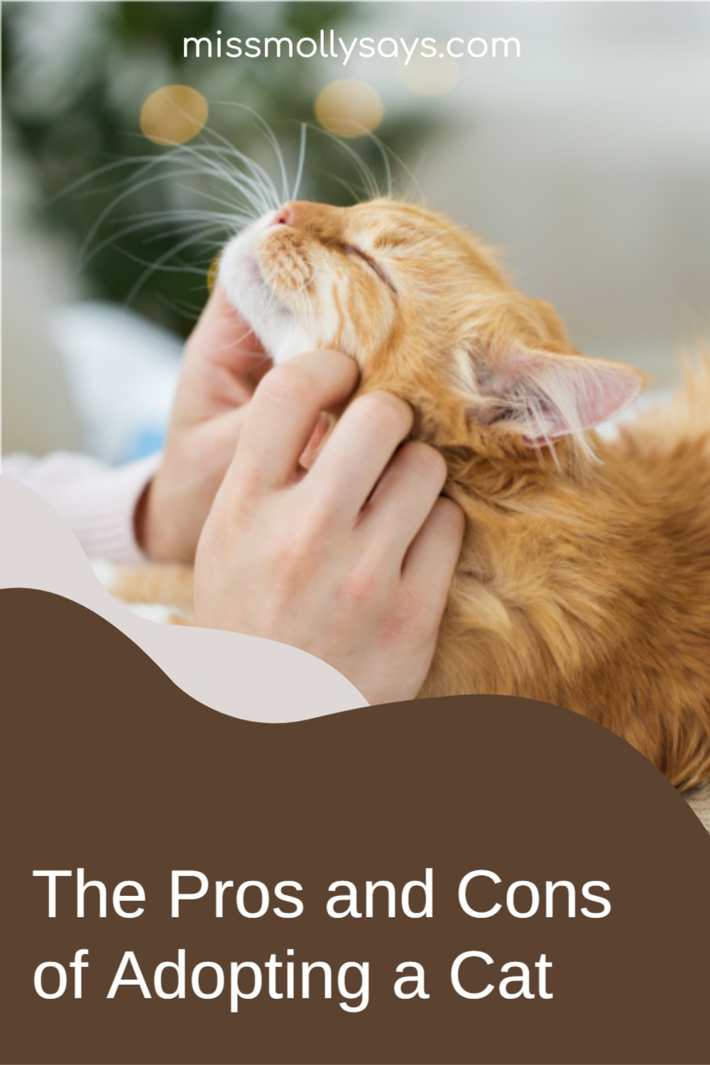 The Pros and Cons of Adopting a Cat - Miss Molly Says