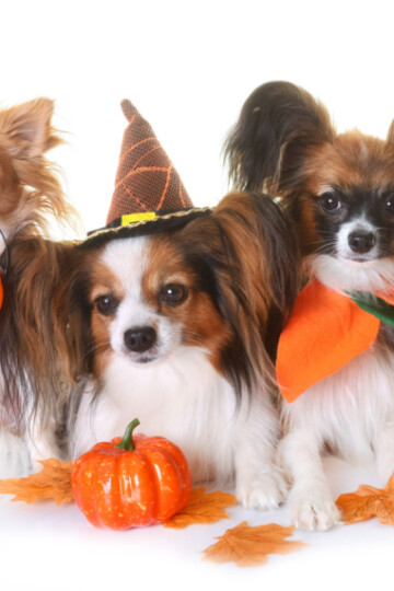 Three small dogs with Halloween pumpkins