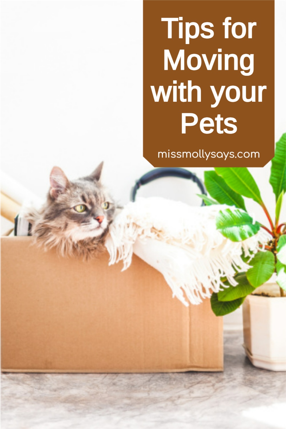 Tips for Moving with Your Pets Miss Molly Says