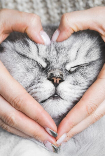 Woman creating heart with hands around a cat's face