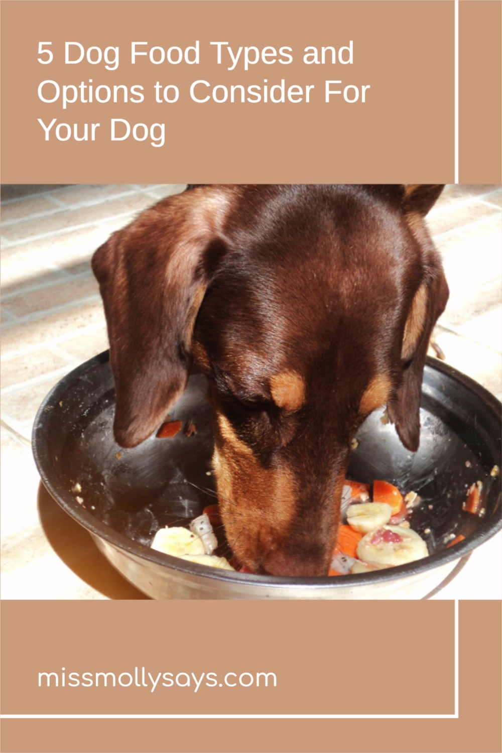 5 Dog Food Types and Options to Consider For Your Dog Miss Molly Says