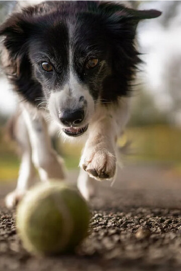 Blank and white dog chasing a yellow ball