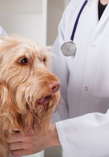 Cleaning a dog's ear