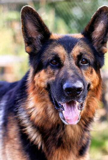 Closeup of German Shepherd dog