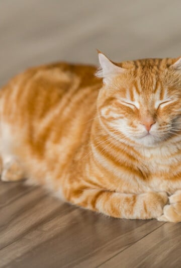 Curled up orange cat with eyes closed