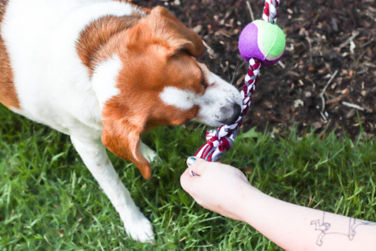 How to Make an Entertaining Upcycled Dog Toy from an Old TShirt