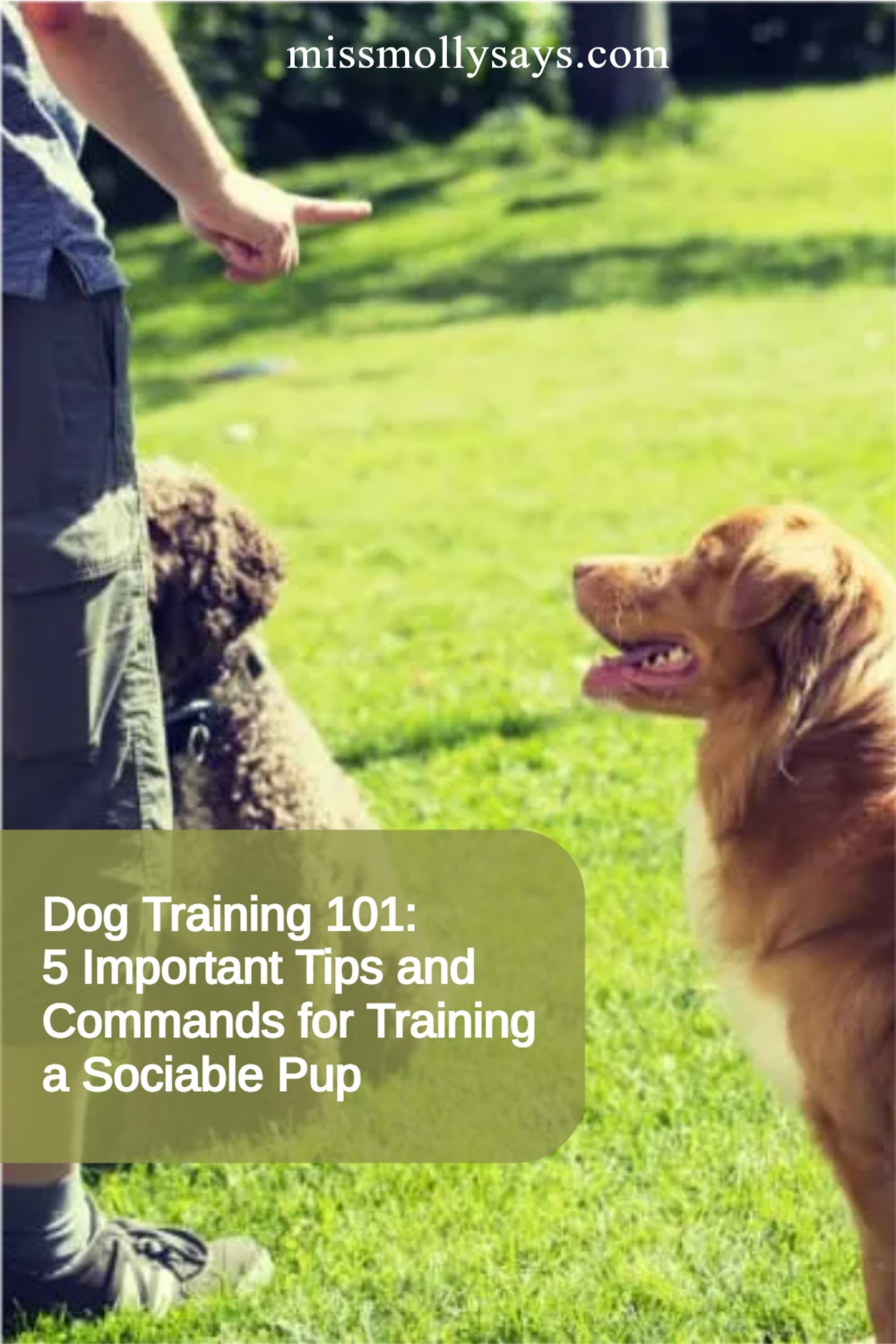 Dog Training 101 5 Important Tips and Commands for Training