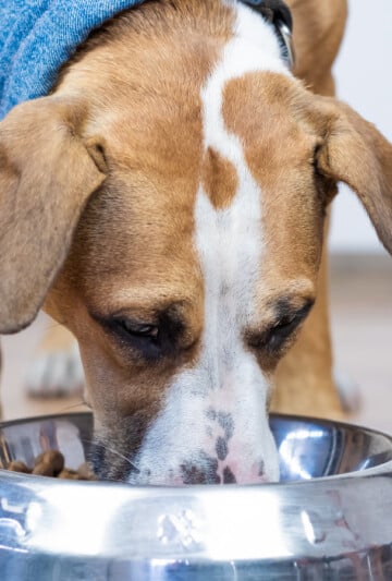 Dog wearing blue bandana eating from a stainless steel dog bowl