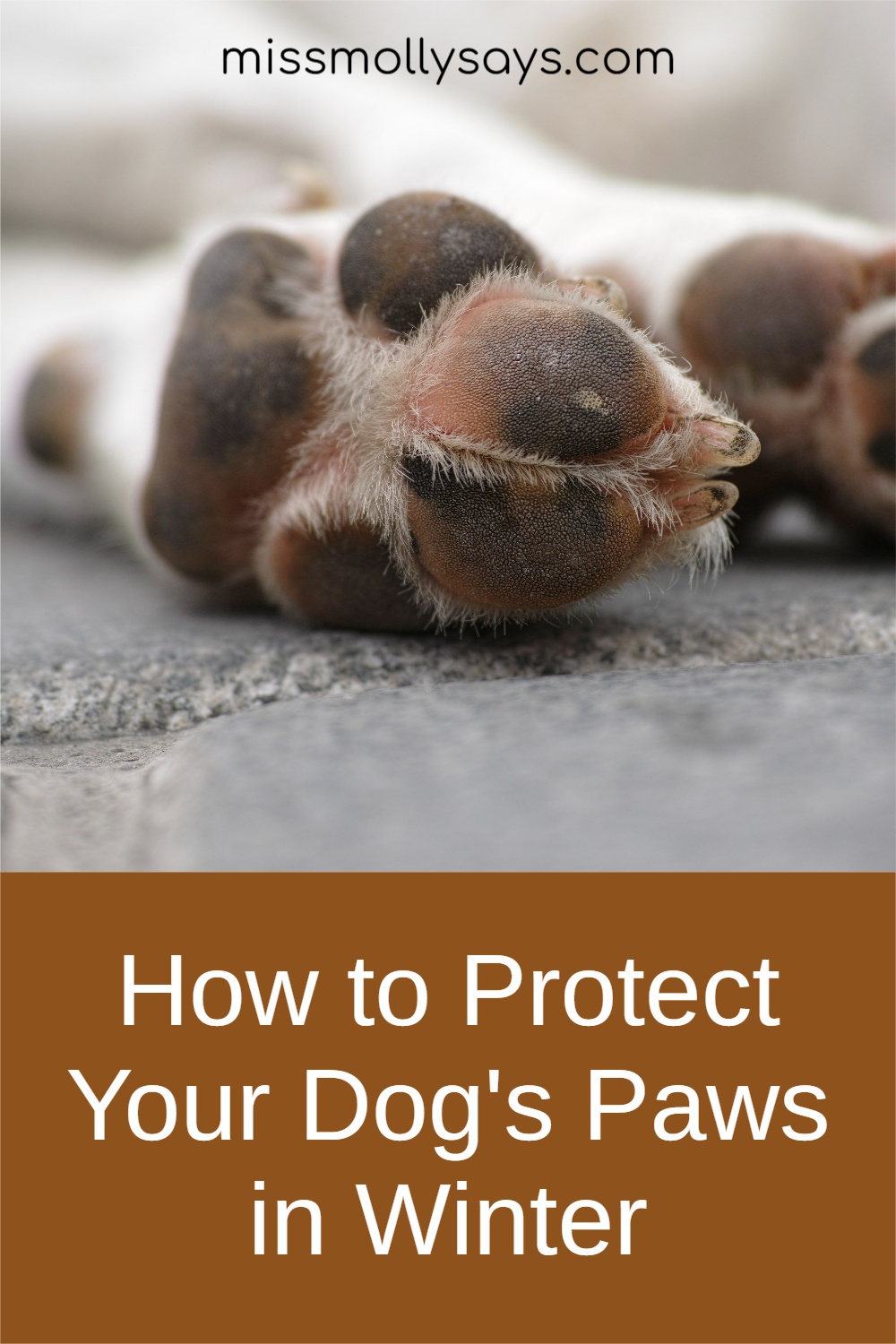 How to Protect Your Dog's Paws in Winter Miss Molly Says