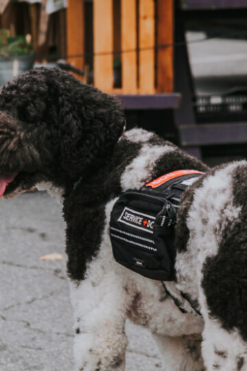 Service dog