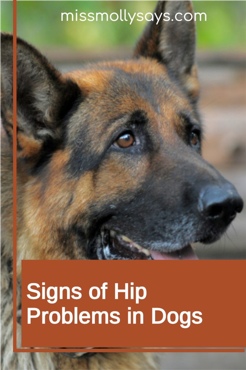 Signs of Hip Problems in Dogs Miss Molly Says