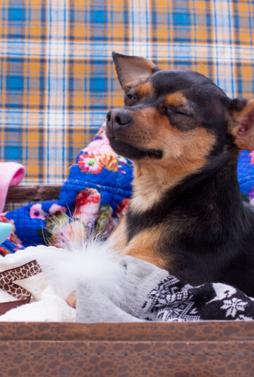 Small black and brown dog sitting in a suitcase being packed with clothes