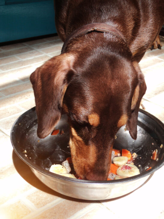 5 Dog Food Types and Options to Consider For Your Dog Miss Molly Says