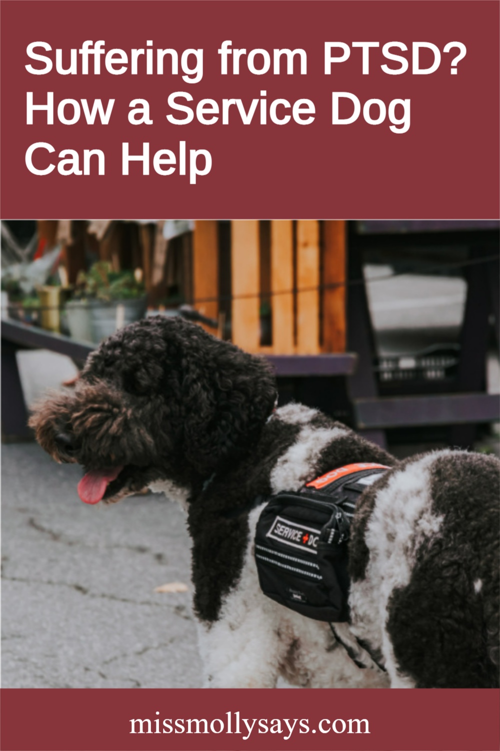 Suffering from PTSD? How a Service Dog Can Help Miss Molly Says