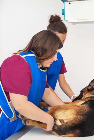 Vet techs working to x-ray a German Shepherd dog