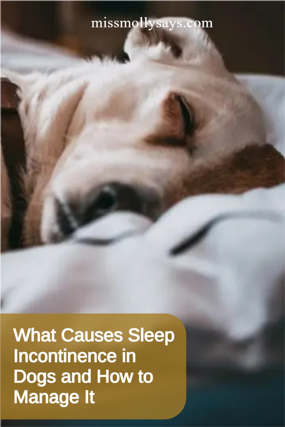 What Causes Sleep Incontinence in Dogs and How to Manage It Miss